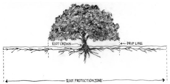 root protection diagram